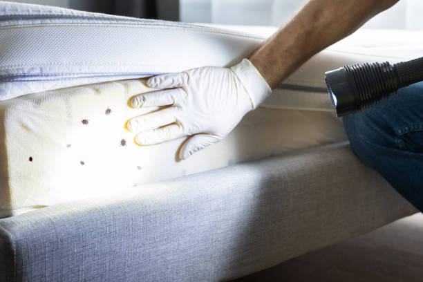 Best Bed Bug Extermination  in Lawrence, NY
